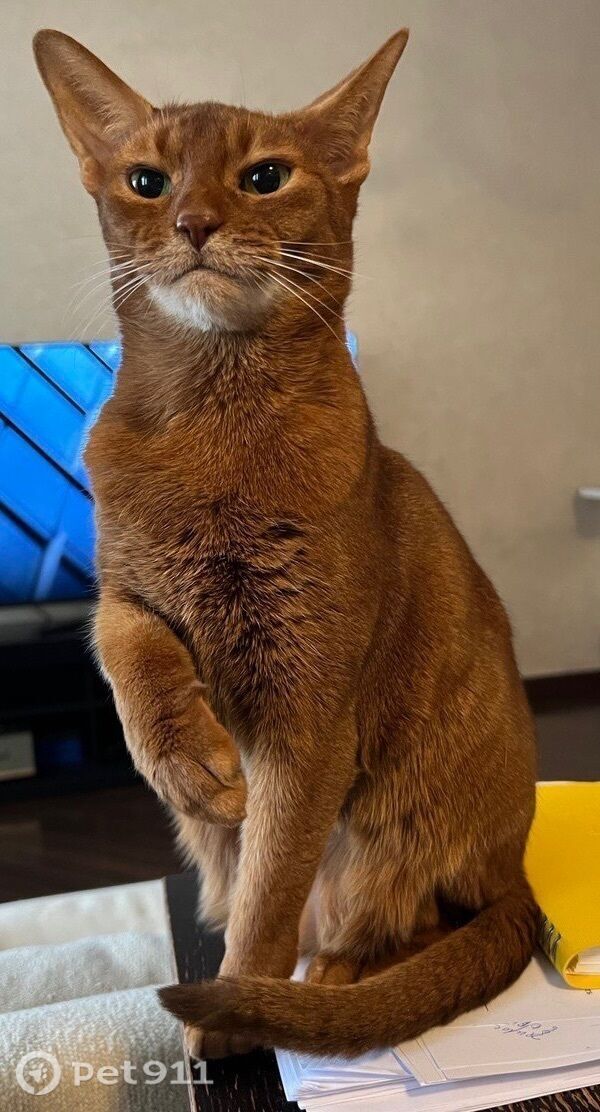 Пропала кошка в Владимире — фото объявления