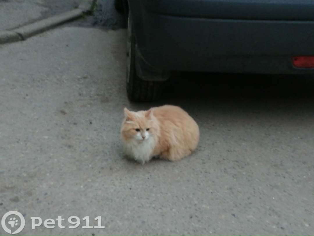 Найдена кошка в Владимире — фото объявления