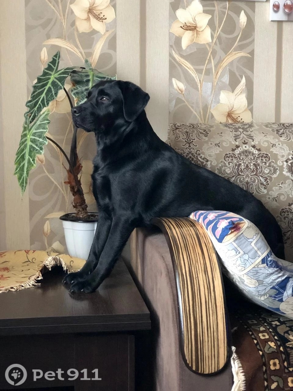 Пропала собака в Владимире — фото объявления