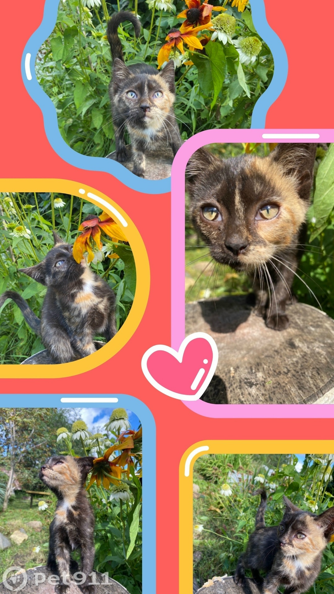 Найдена кошка в Владимире — фото объявления