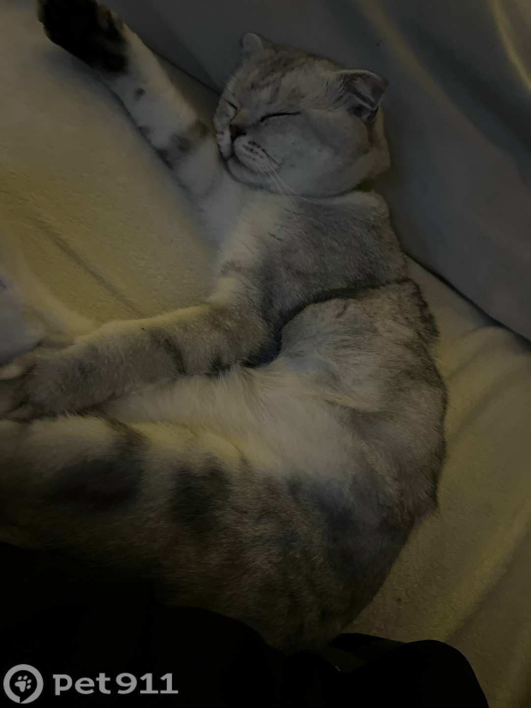 Найдена кошка в Владимире — фото объявления