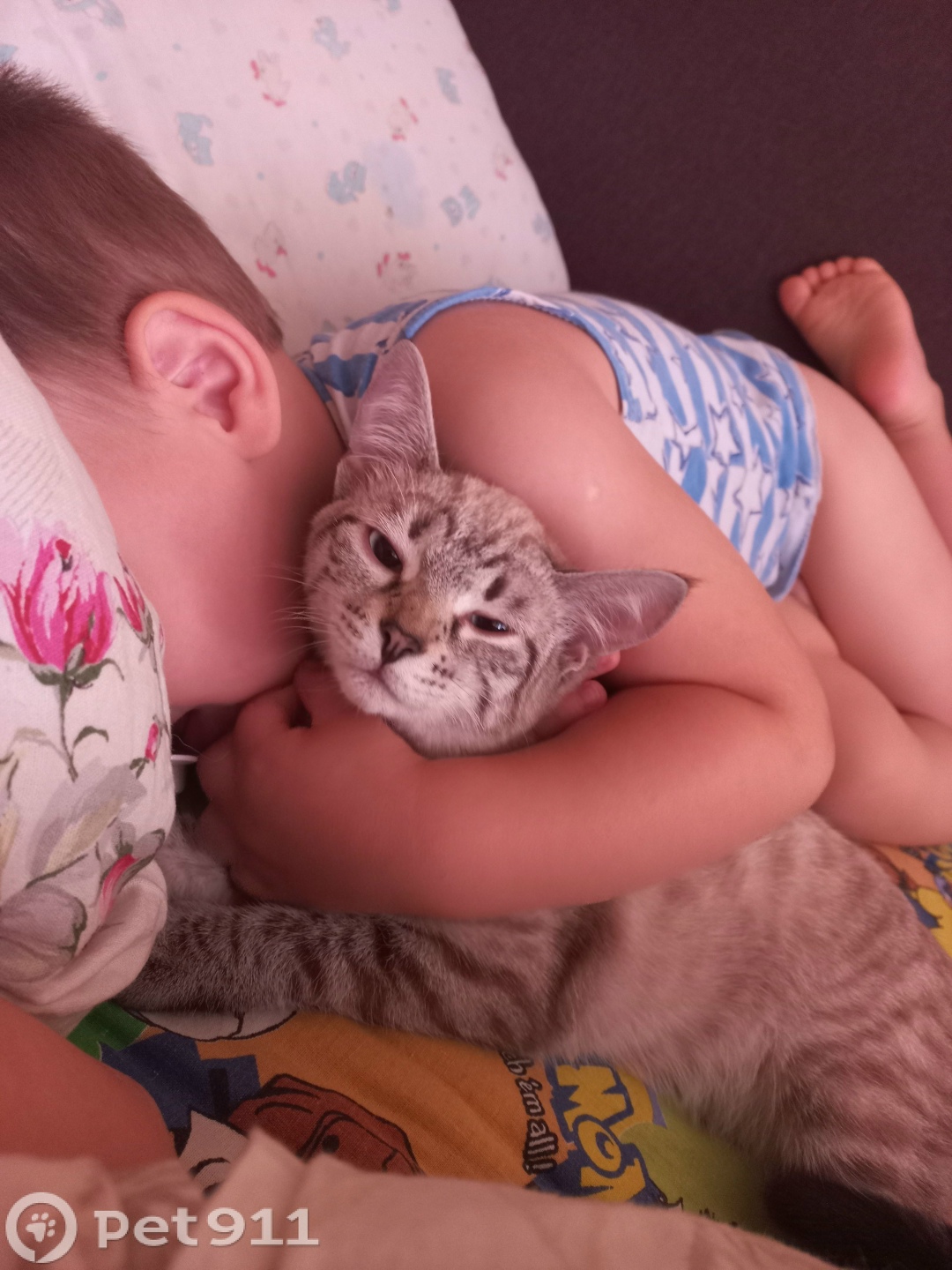 Пропала кошка в Владимире — фото объявления