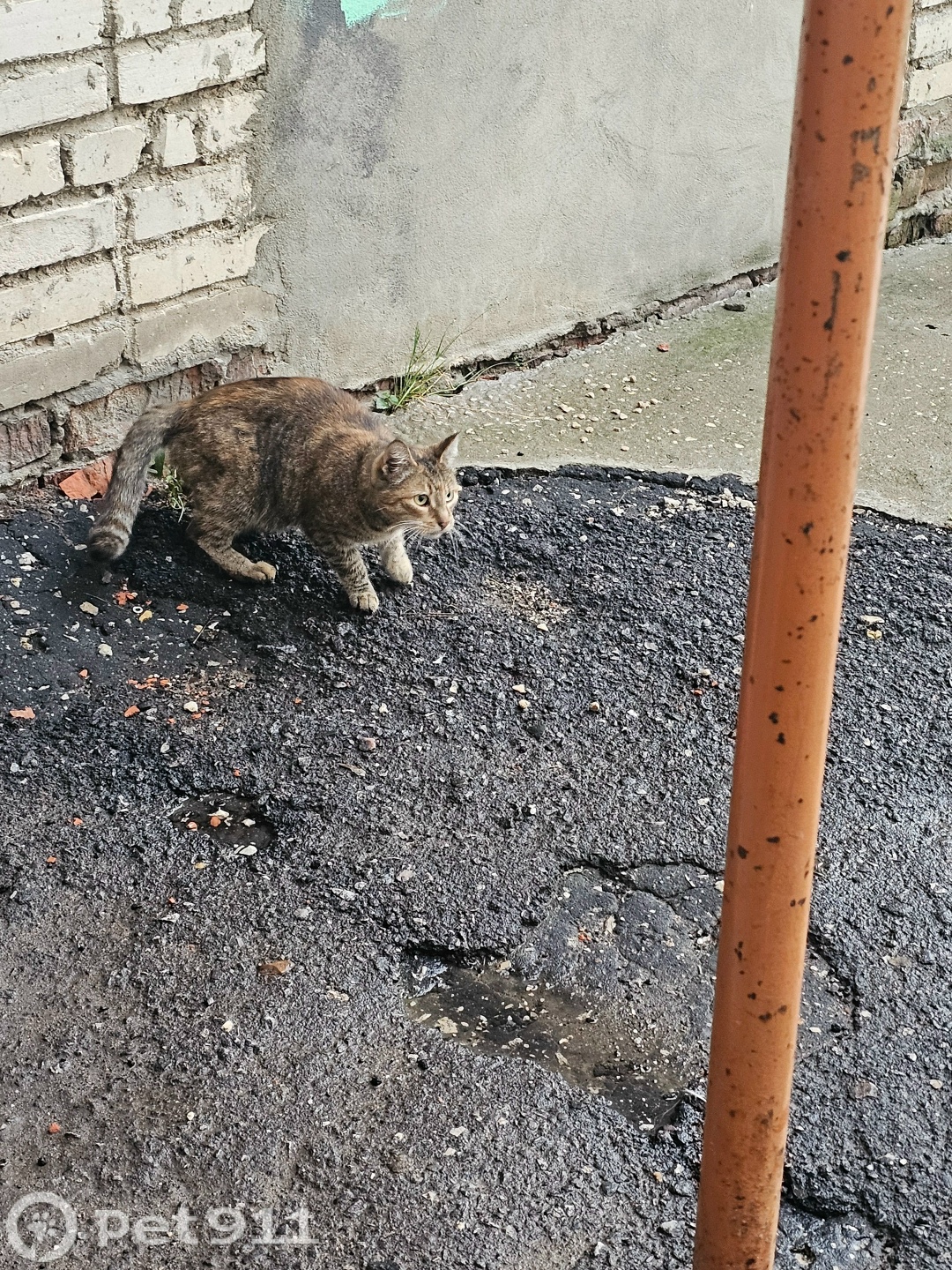 Найдена кошка в Владимире — фото объявления