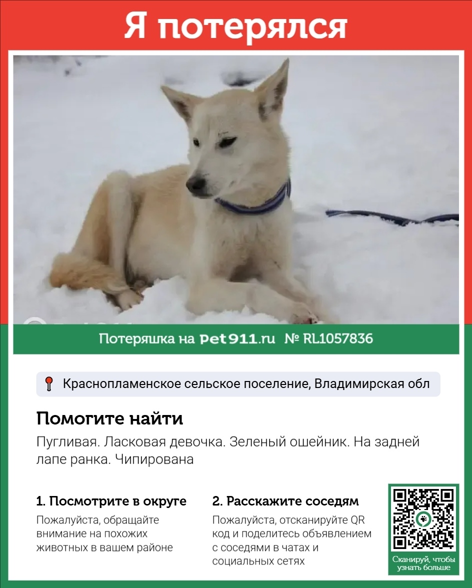 Пропала собака в Владимире — фото объявления