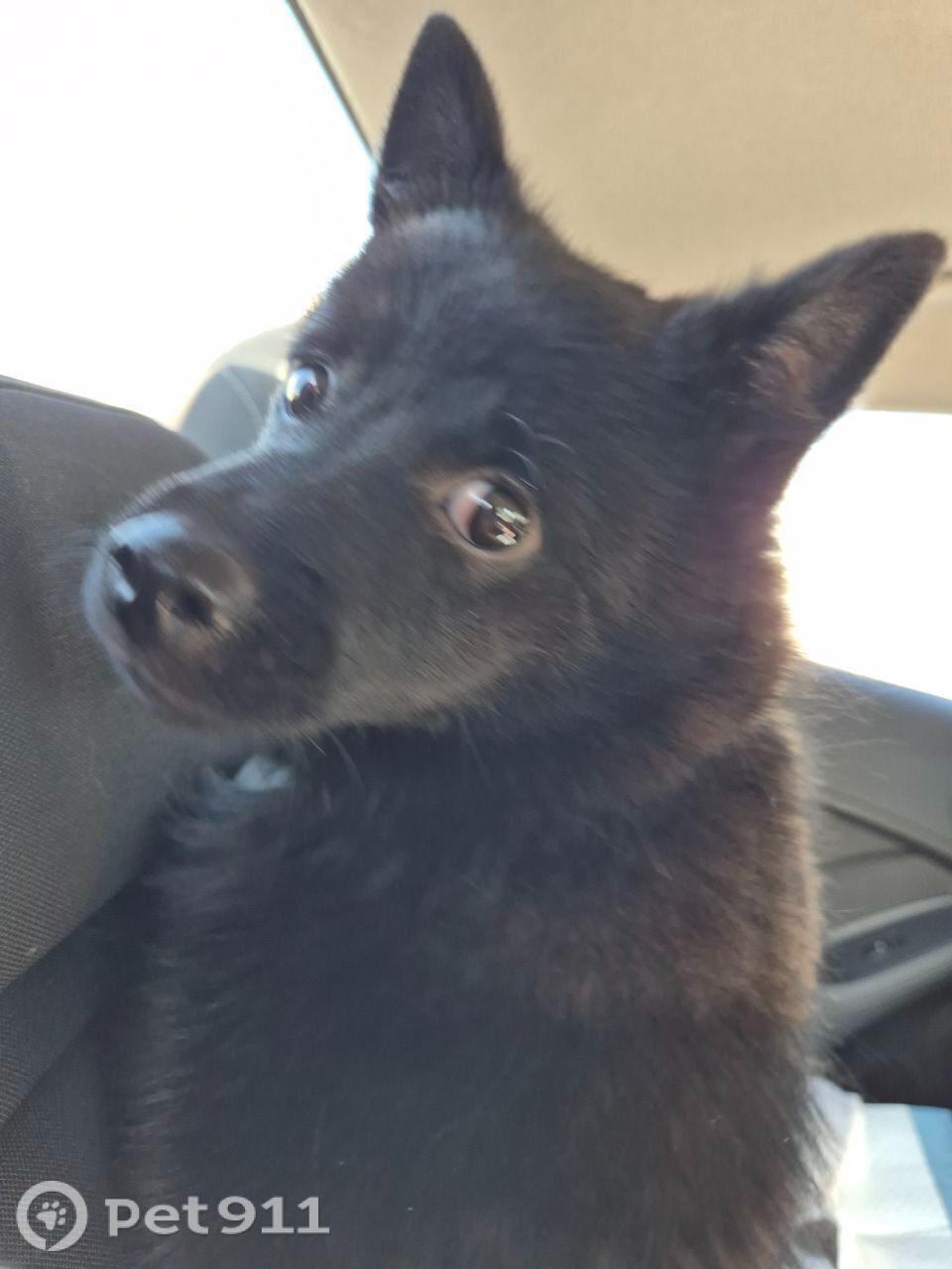 Пропала собака в Владимире — фото объявления