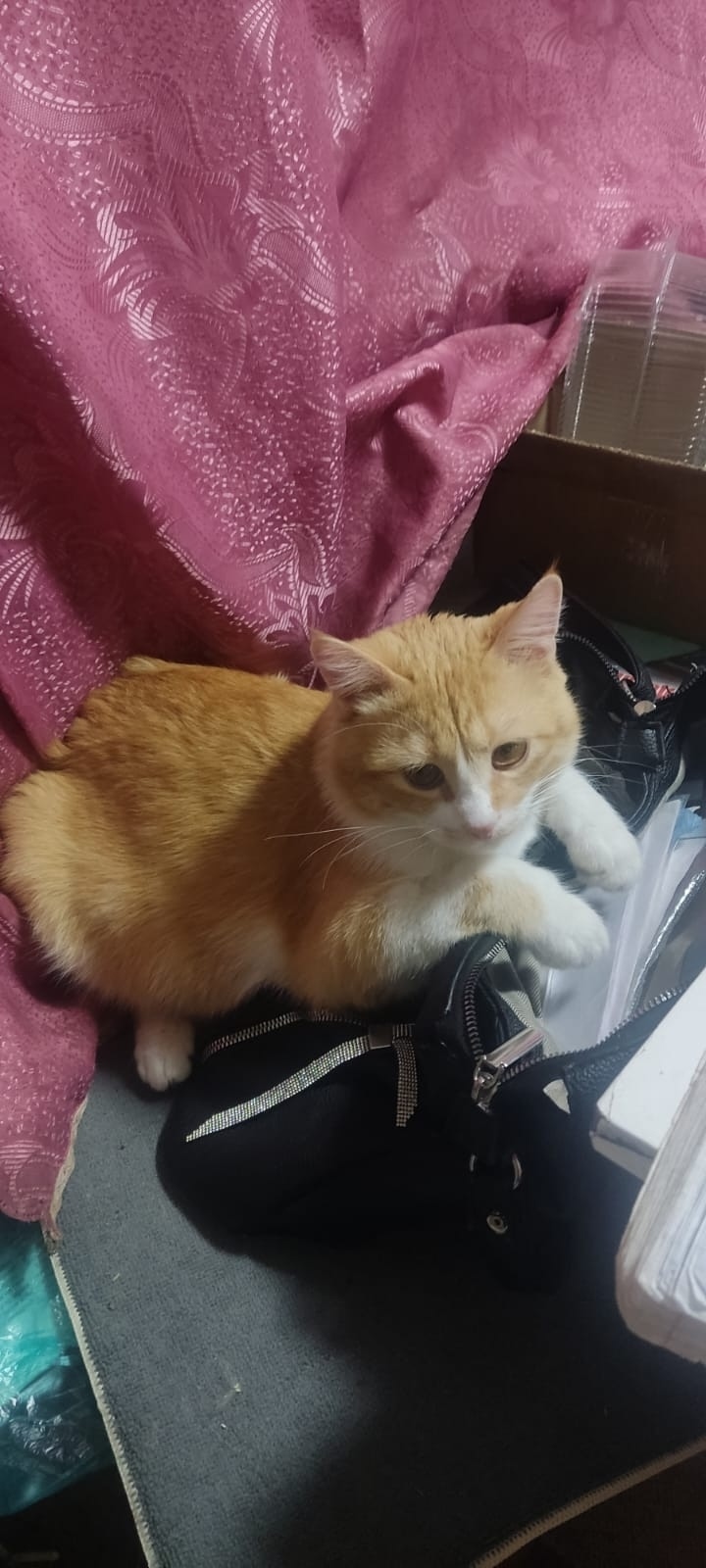 Пропала кошка в Симферополе — фото объявления