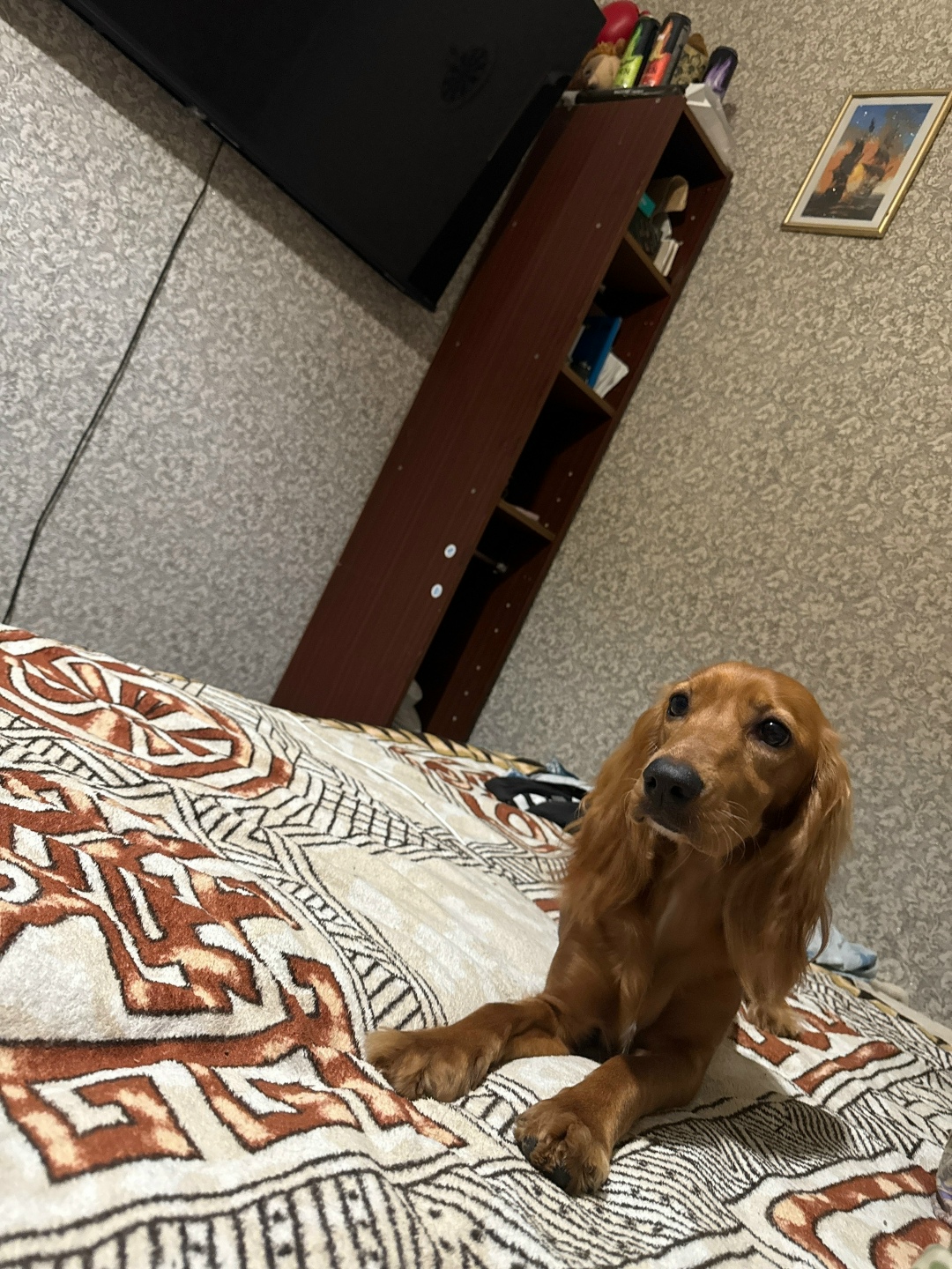 Пропала собака в Симферополе — фото объявления