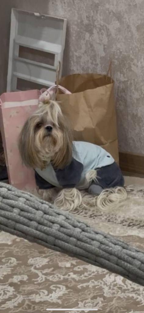 Пропала собака в Симферополе — фото объявления