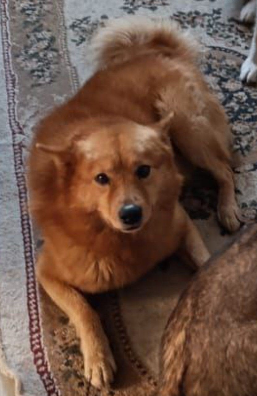 Пропала собака в Симферополе — фото объявления