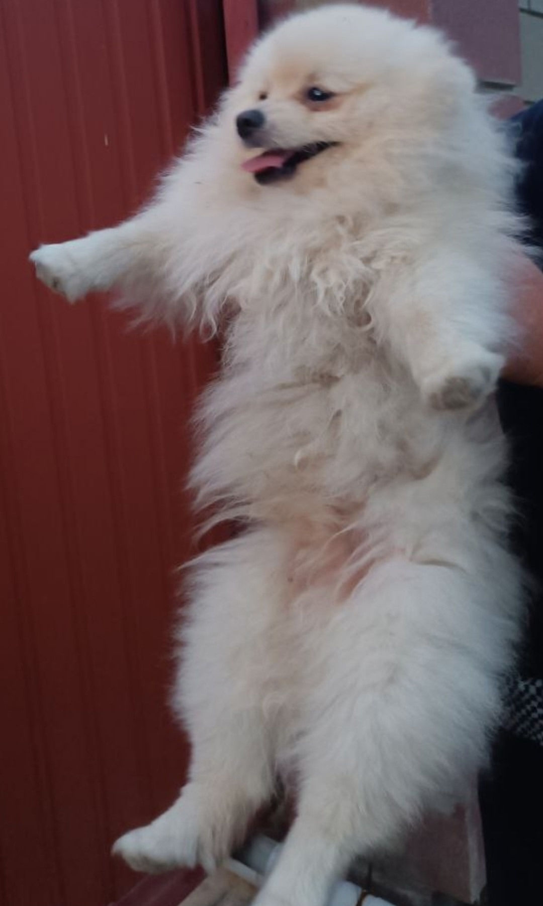 Пропала собака в Симферополе — фото объявления