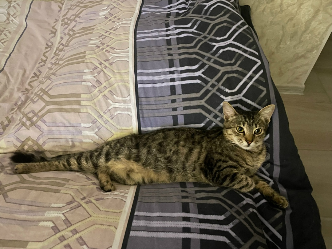 Пропала кошка в Симферополе — фото объявления