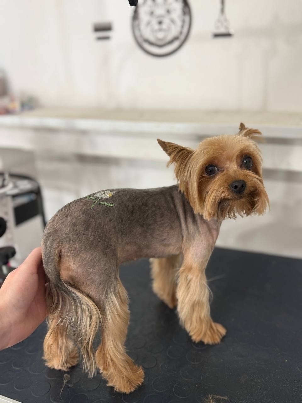 Пропала собака в Симферополе — фото объявления