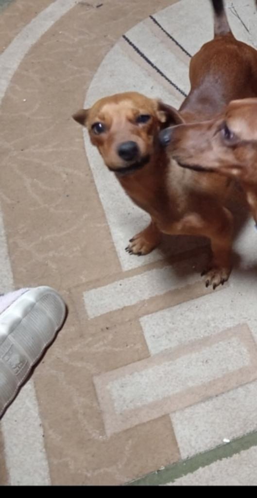 Пропала собака в Симферополе — фото объявления