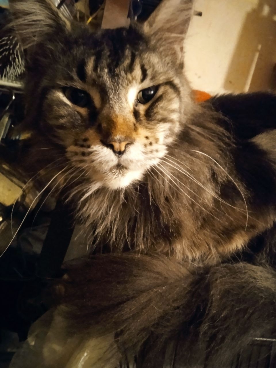 Пропала кошка в Симферополе — фото объявления