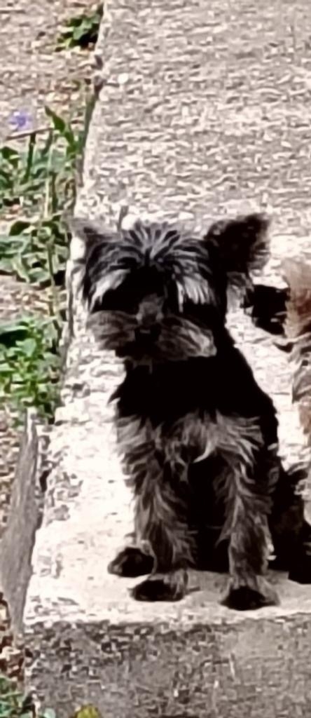 Пропала собака в Симферополе — фото объявления