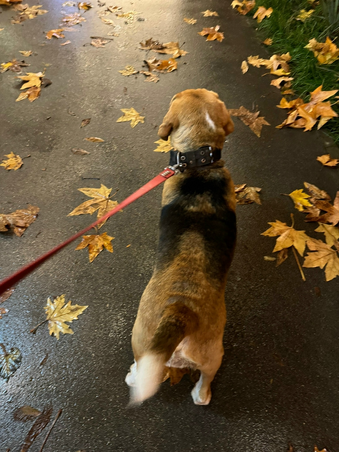 Найдена собака в Симферополе — фото объявления