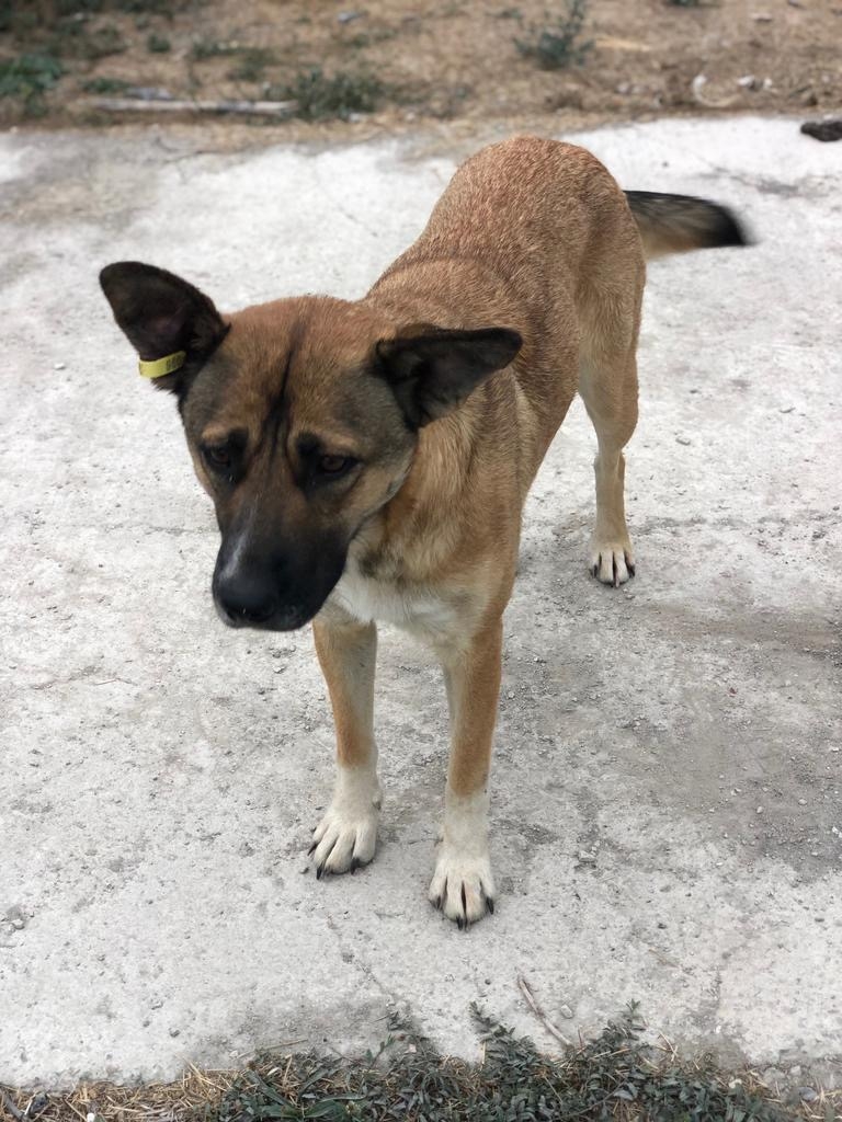 Пропала собака в Симферополе — фото объявления