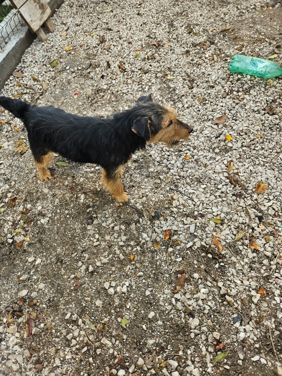 Найдена собака в Симферополе — фото объявления