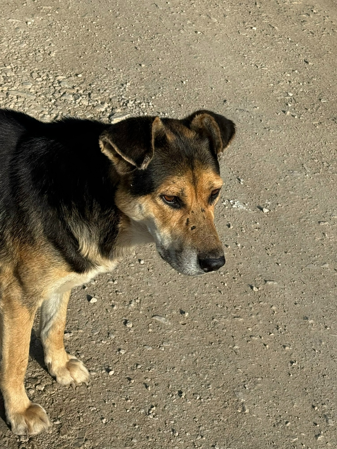 Найдена собака в Симферополе — фото объявления