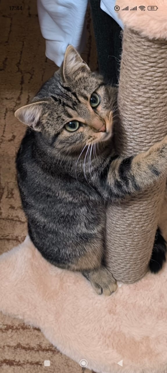 Пропала кошка в Симферополе — фото объявления