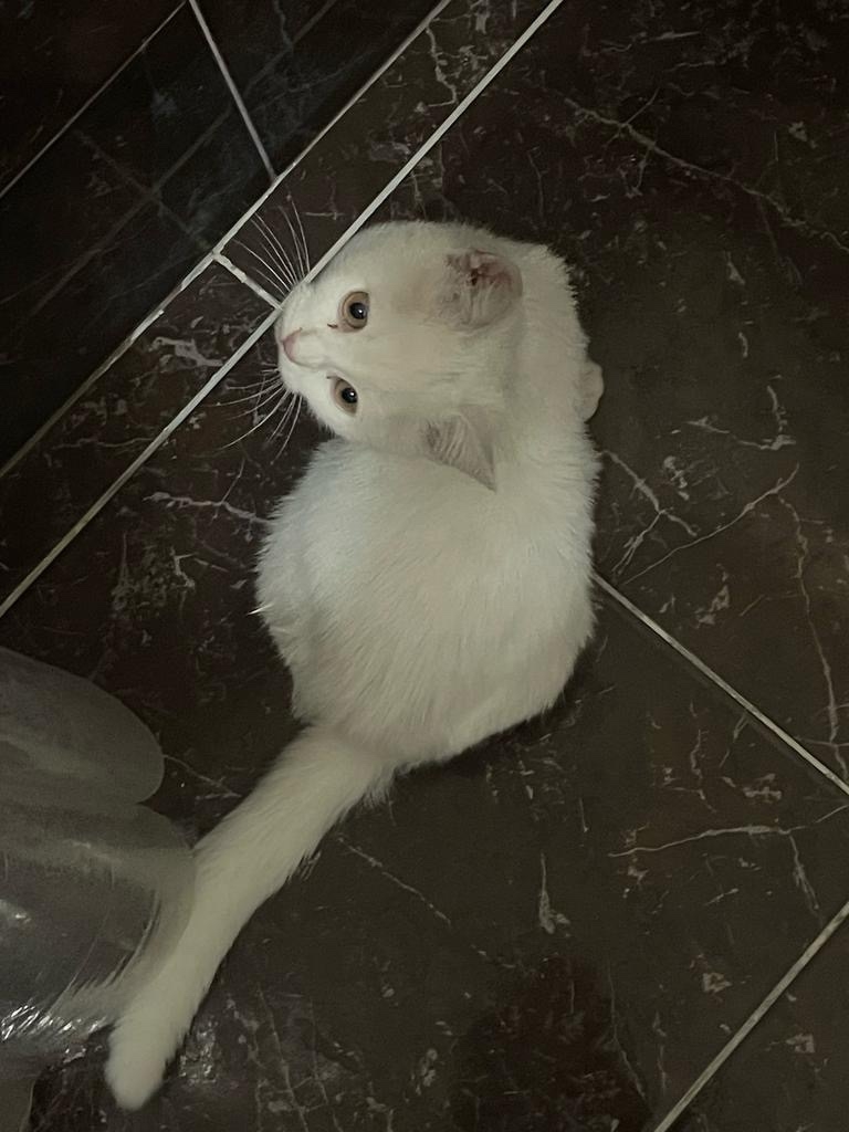 Найдена кошка в Симферополе — фото объявления