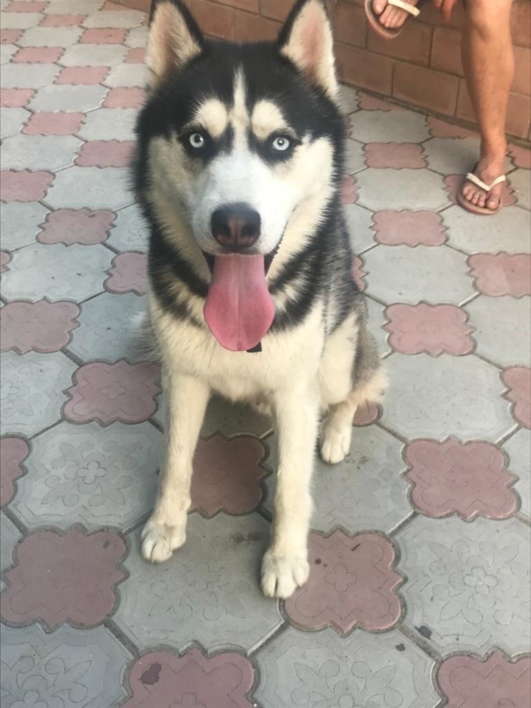 Пропала собака в Симферополе — фото объявления