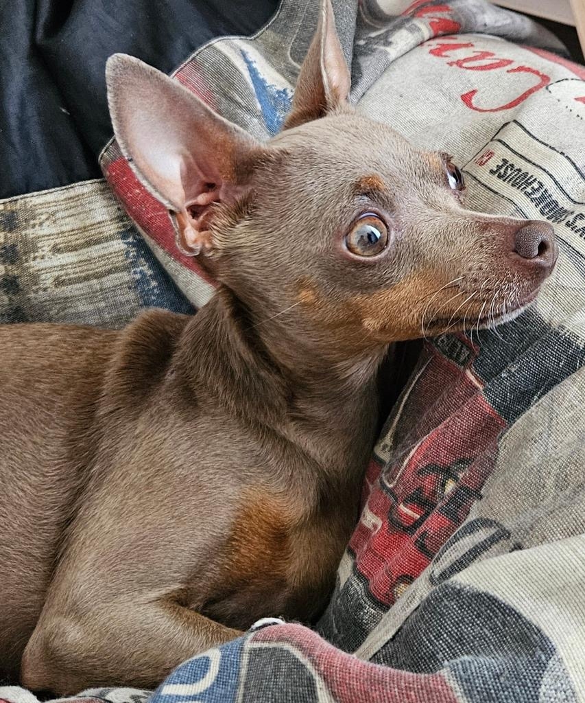 Пропала собака в Симферополе — фото объявления