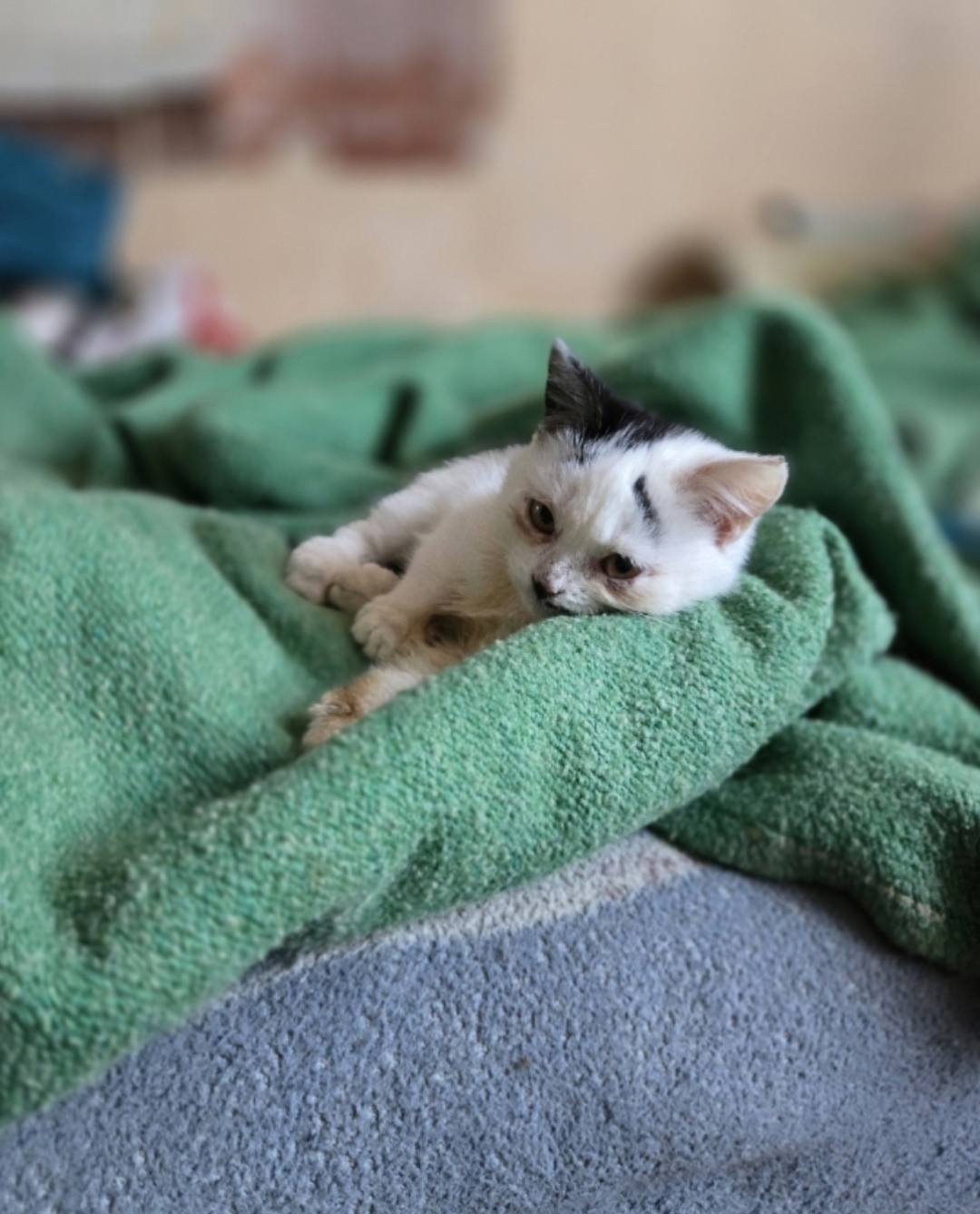 Пропала кошка в Симферополе — фото объявления