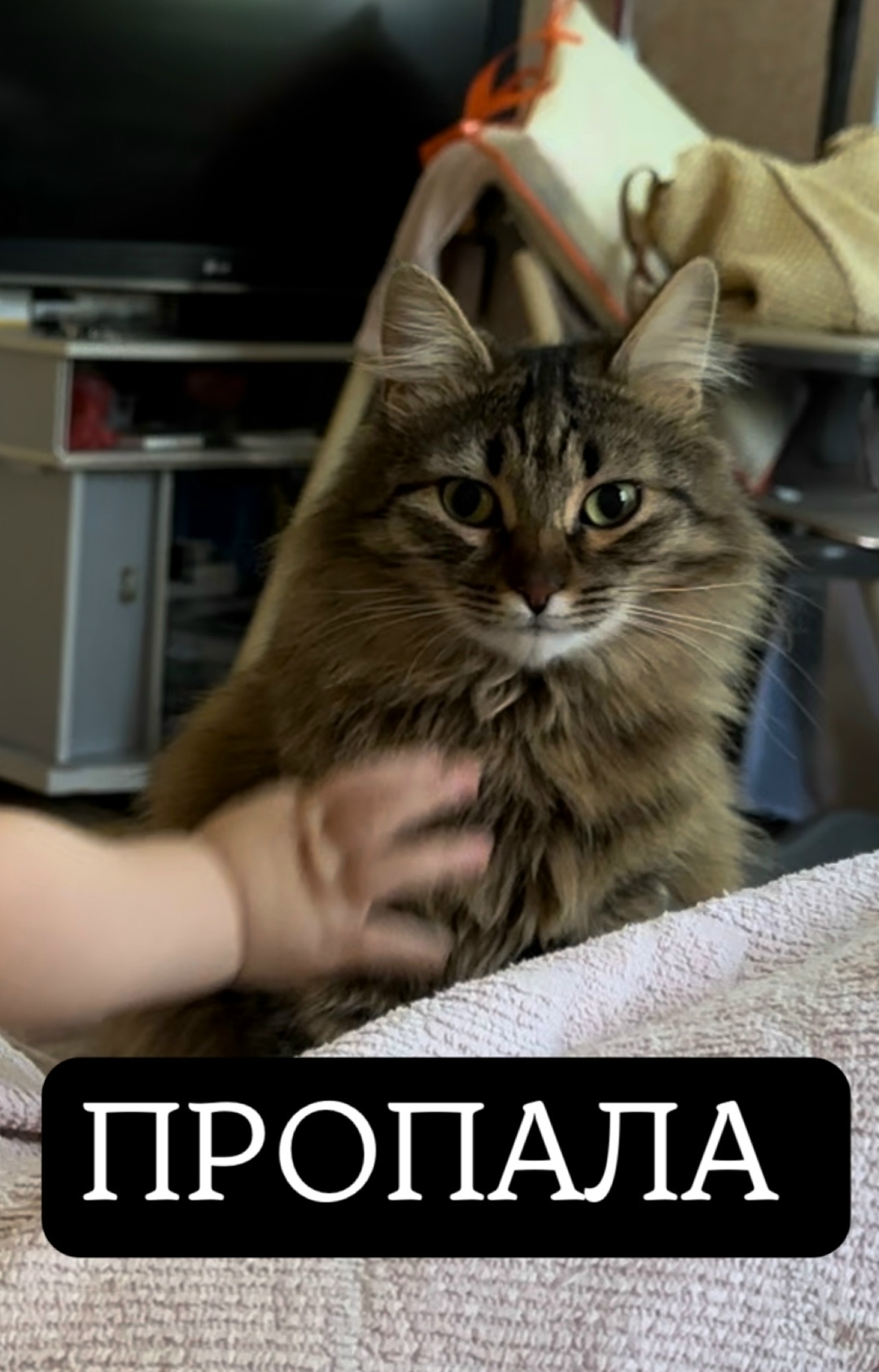 Пропала кошка в Симферополе — фото объявления