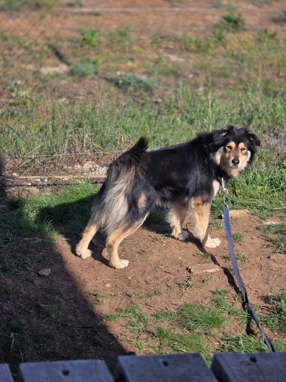 Пропала собака в Симферополе — фото объявления