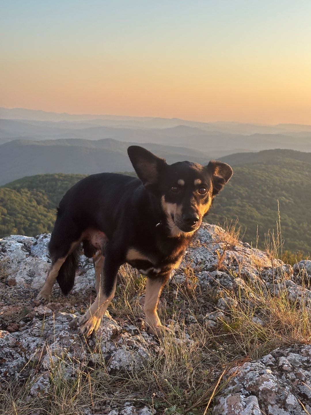 Пропала собака в Симферополе — фото объявления