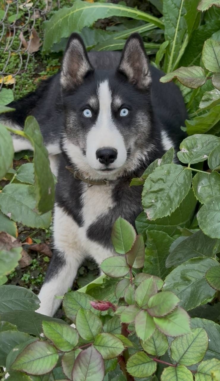 Найдена собака в Симферополе — фото объявления