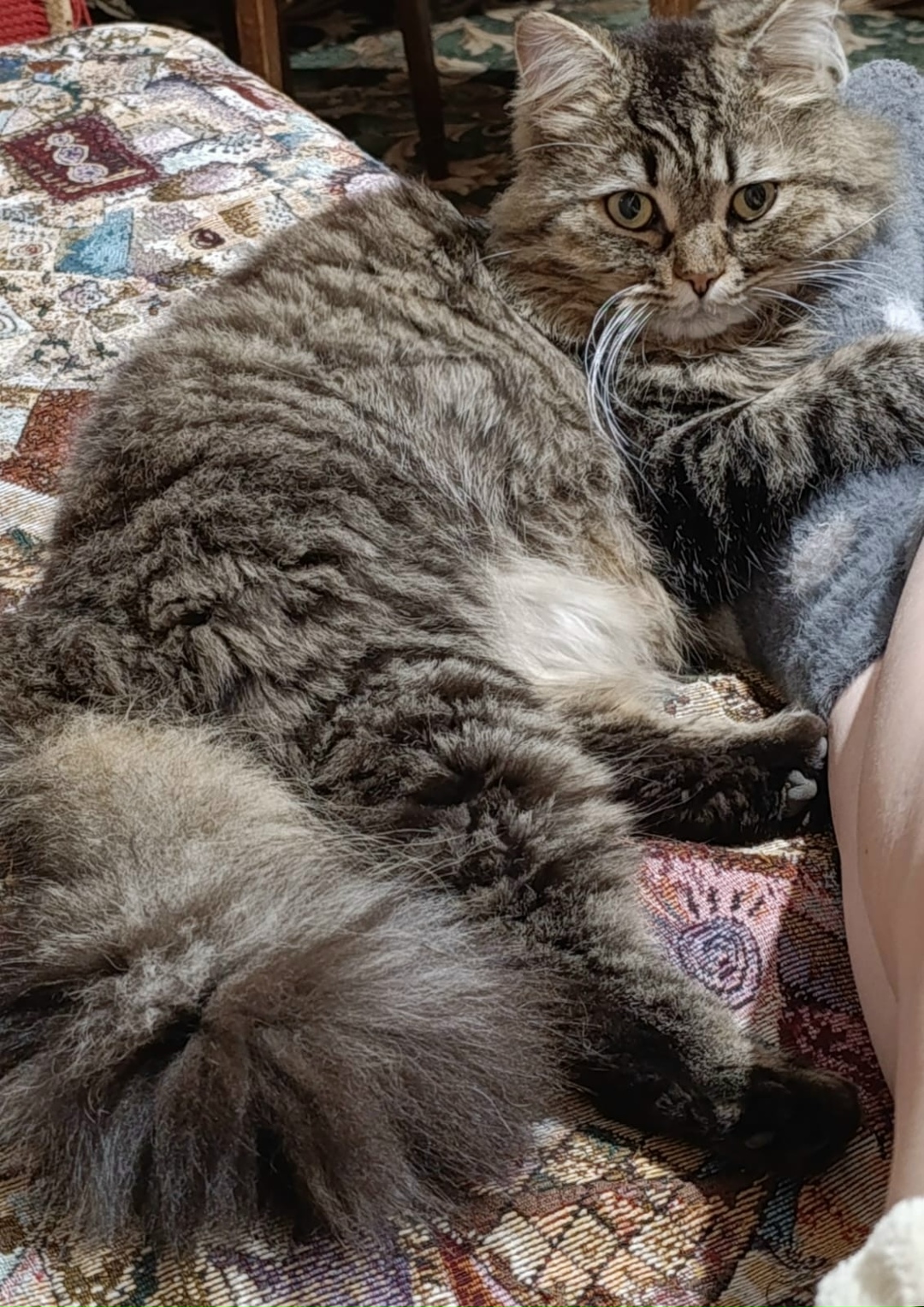 Пропала кошка в Симферополе — фото объявления