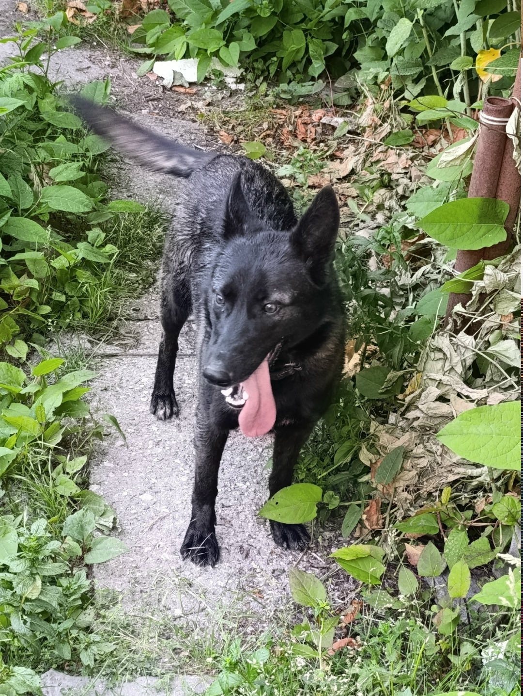 Пропала собака в Симферополе — фото объявления