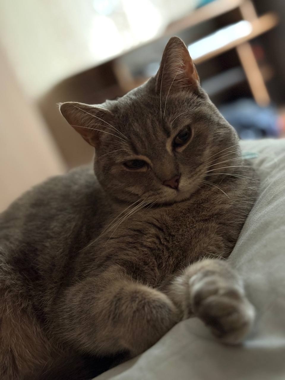 Пропала кошка в Симферополе — фото объявления