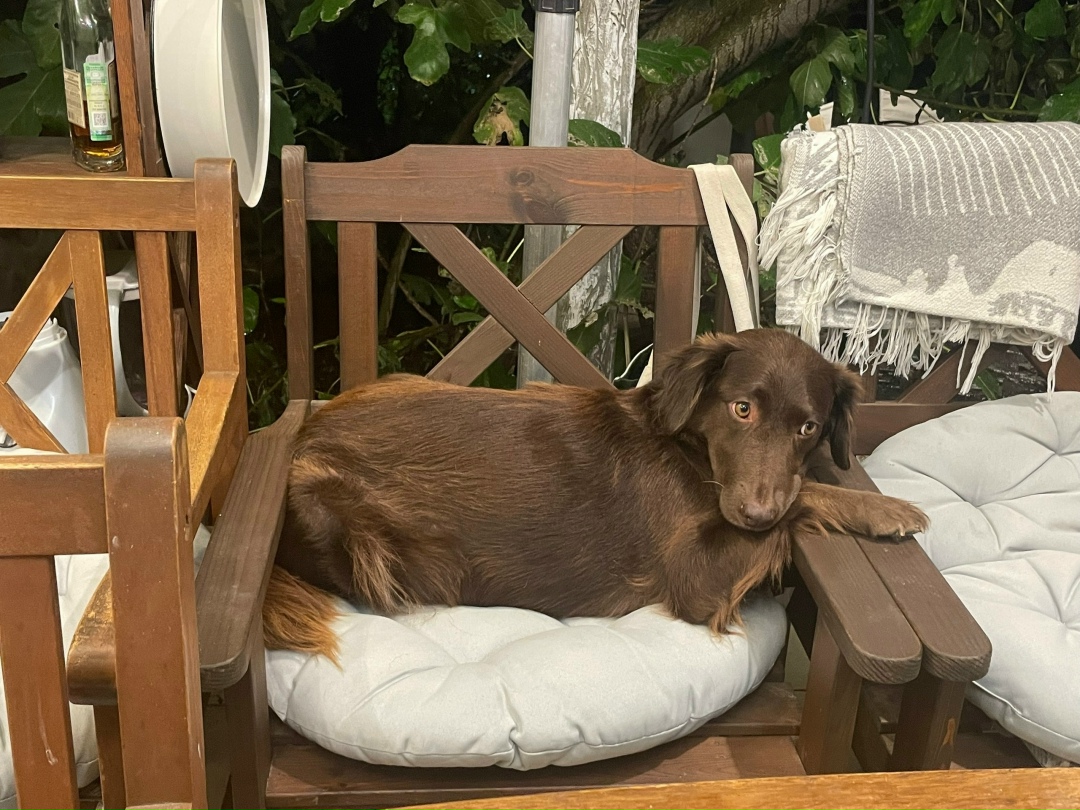 Пропала собака в Симферополе — фото объявления