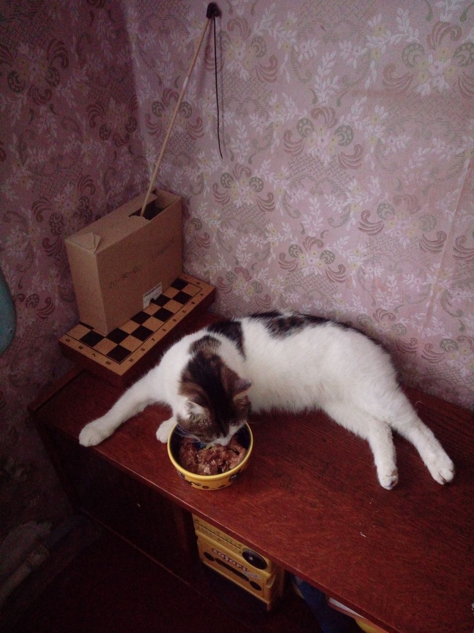 Найдена кошка в Симферополе — фото объявления