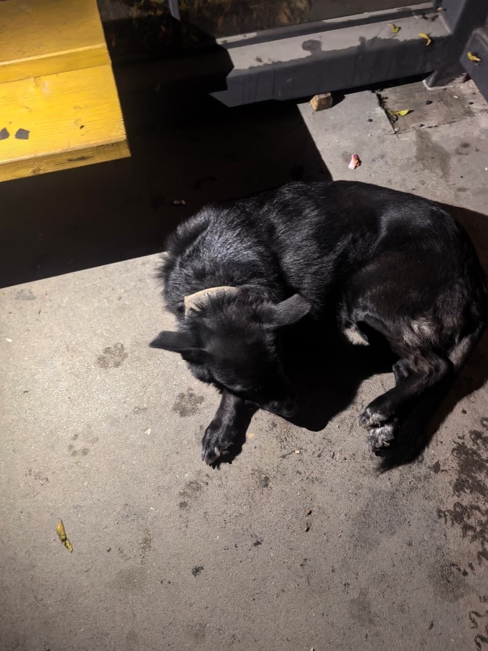 Пропала собака в Симферополе — фото объявления