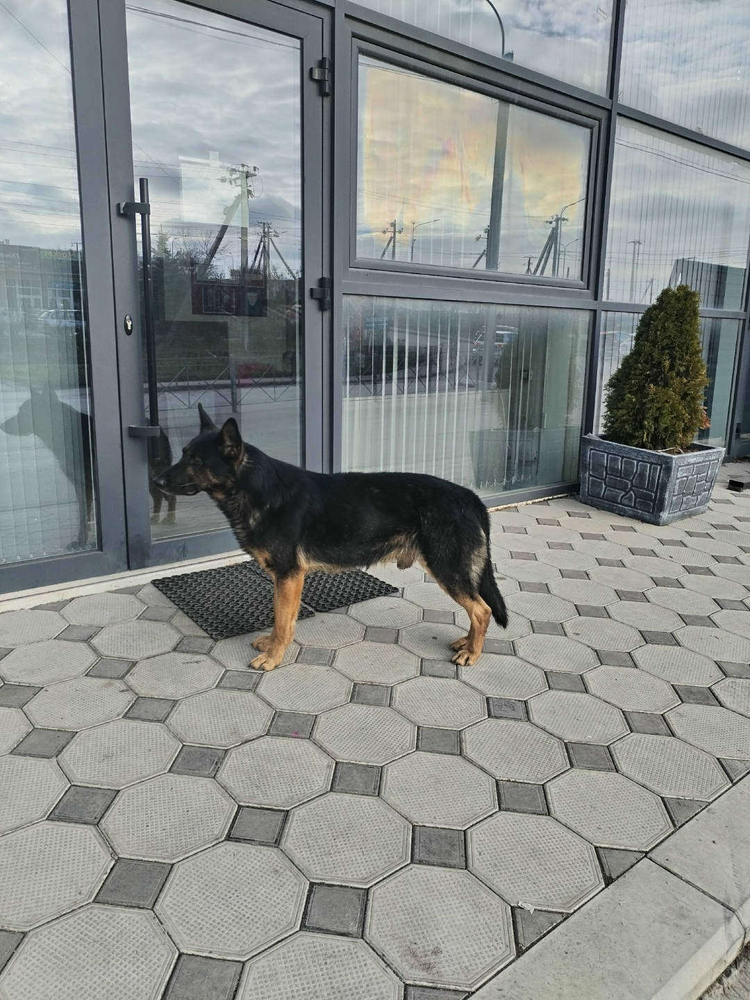 Найдена собака в Симферополе — фото объявления