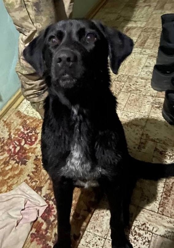 Пропала собака в Симферополе — фото объявления