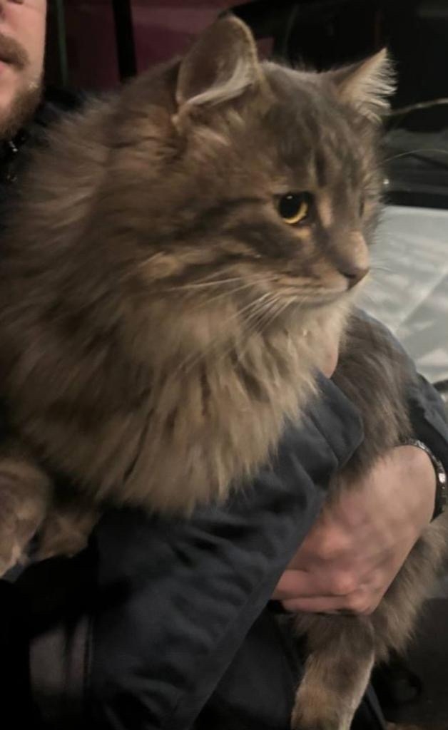 Пропала кошка в Симферополе — фото объявления