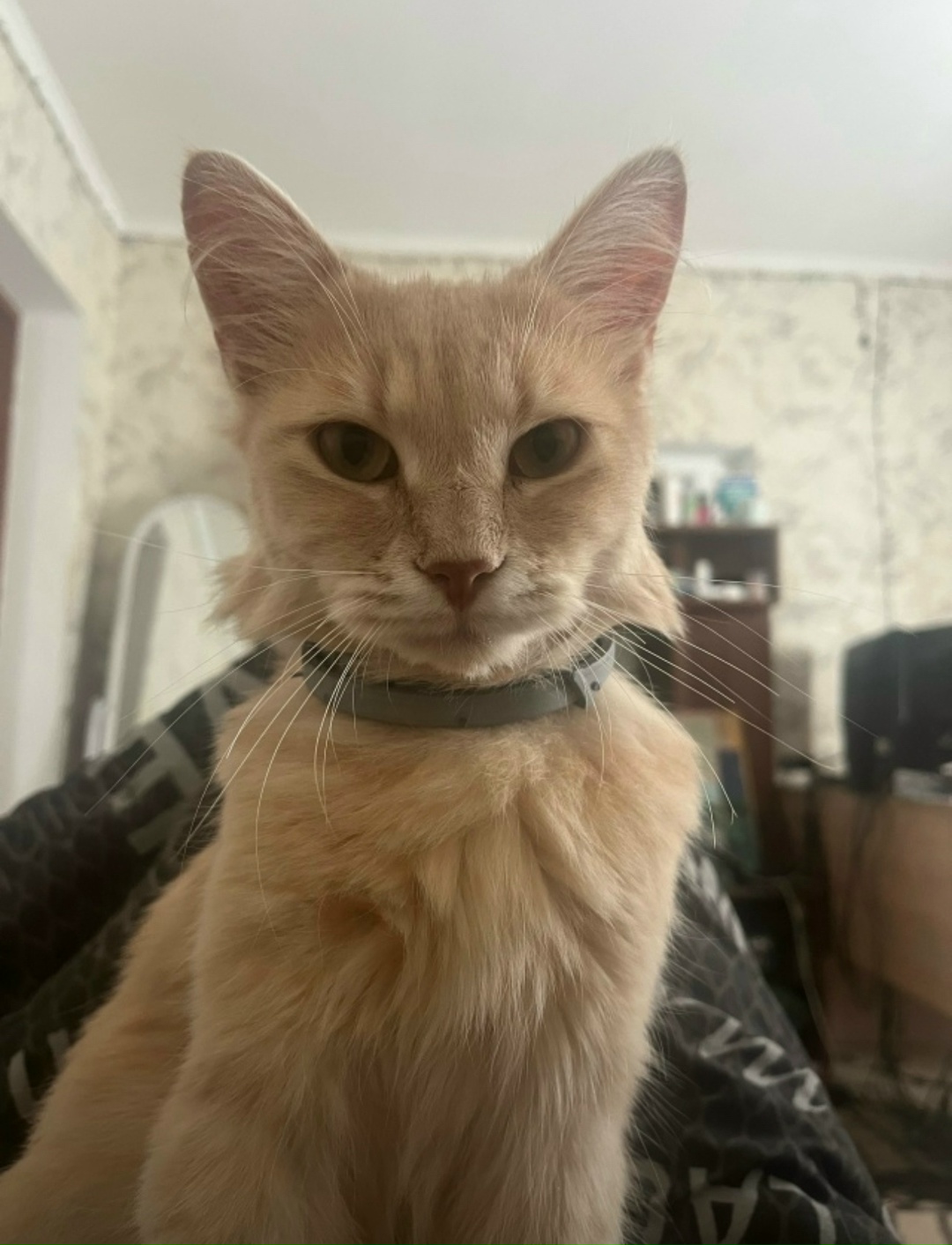 Пропала кошка в Симферополе — фото объявления