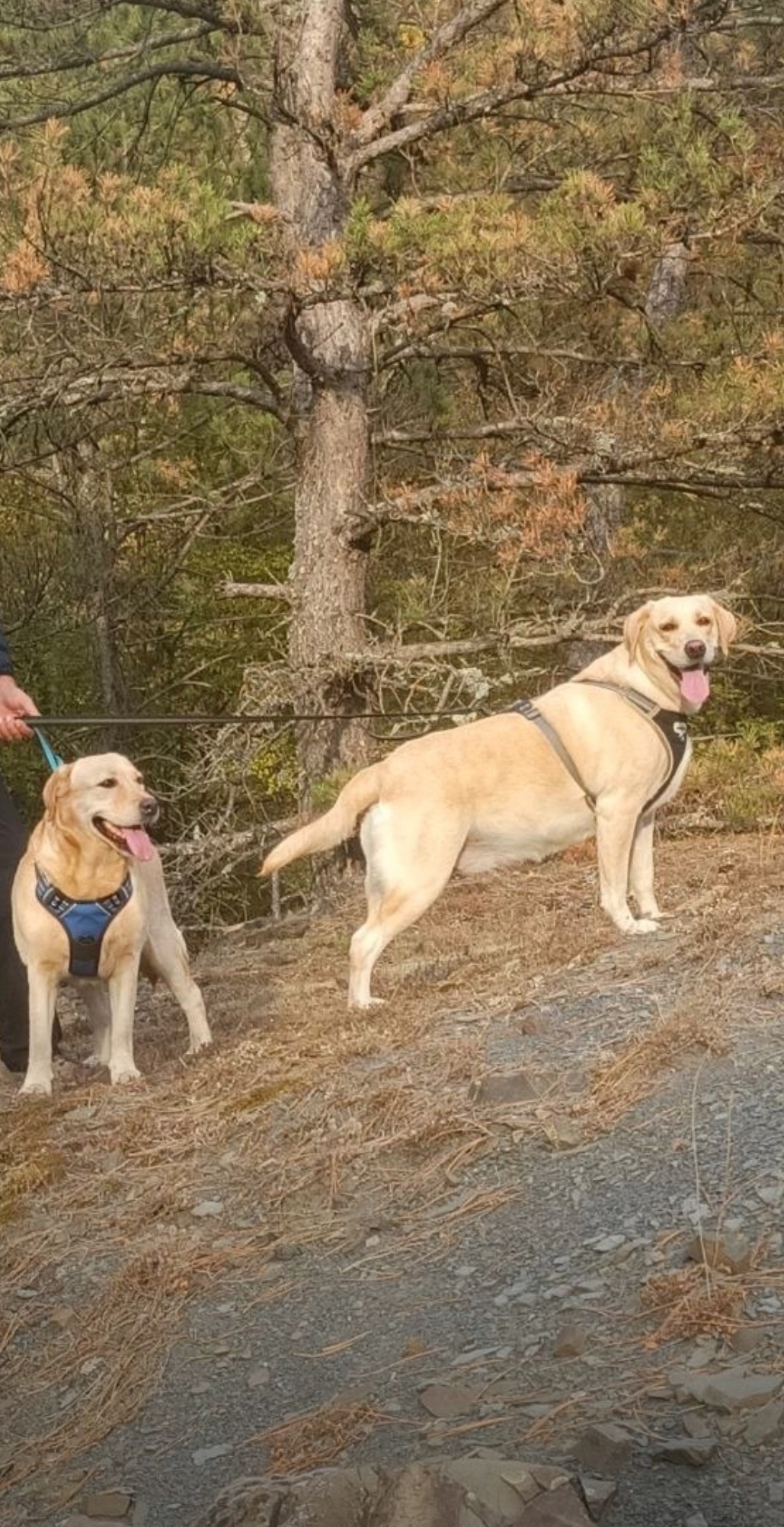 Пропала собака в Симферополе — фото объявления