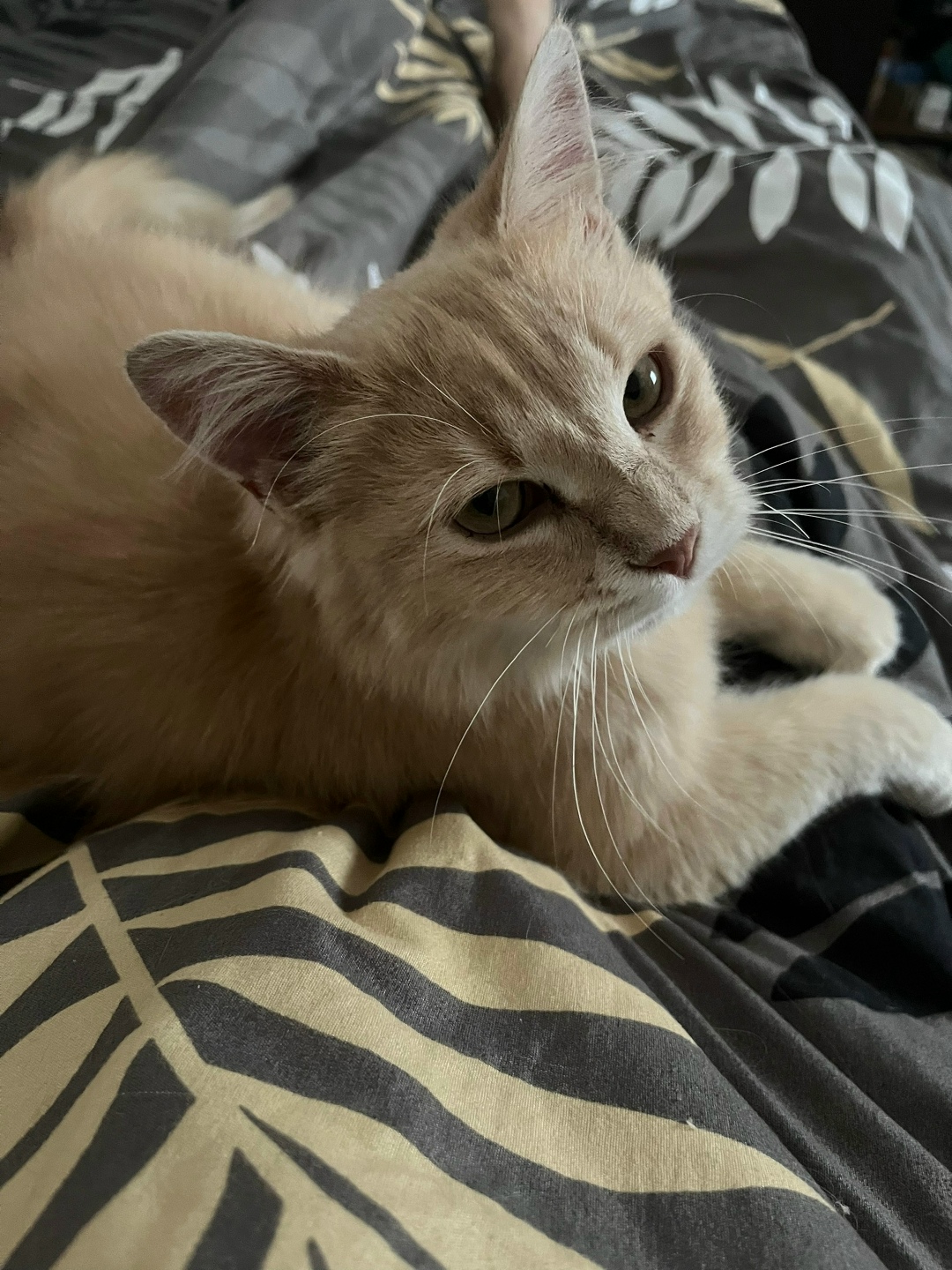 Пропала кошка в Симферополе — фото объявления