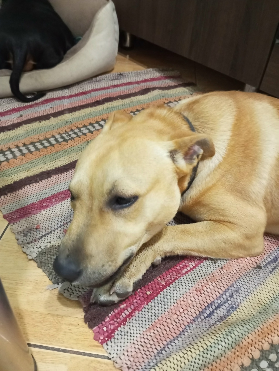 Найдена собака в Симферополе — фото объявления