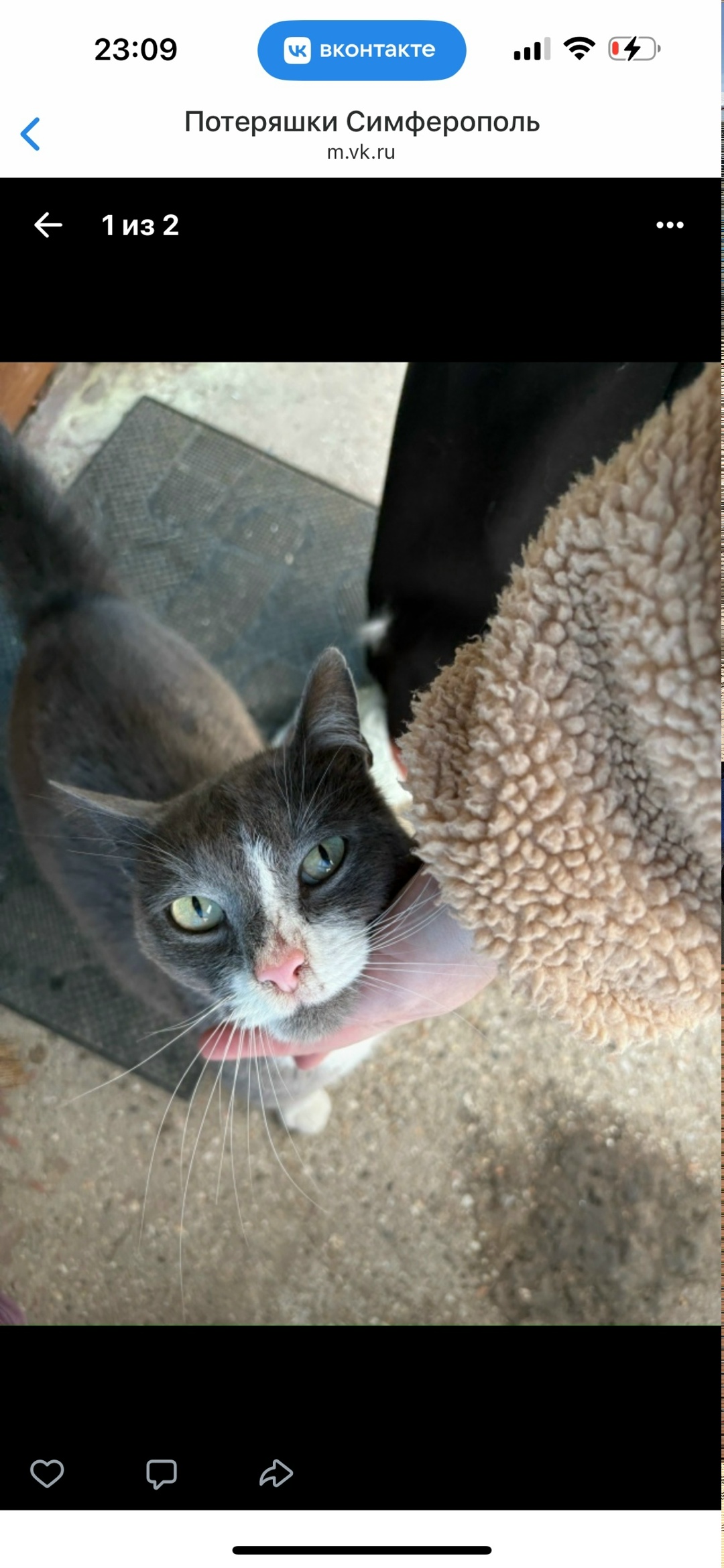 Найдена кошка в Симферополе — фото объявления