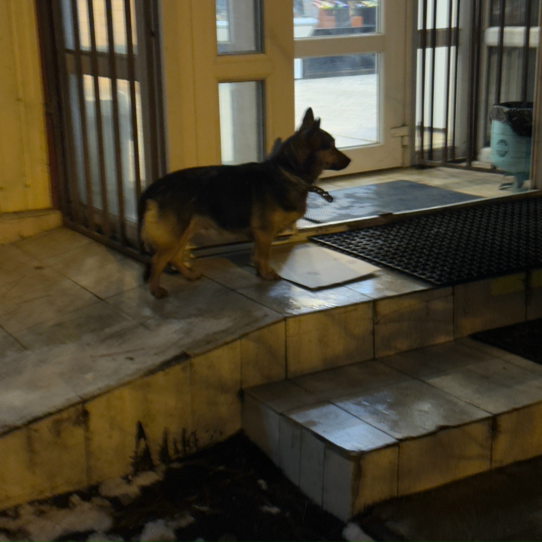 Пропала собака в Симферополе — фото объявления