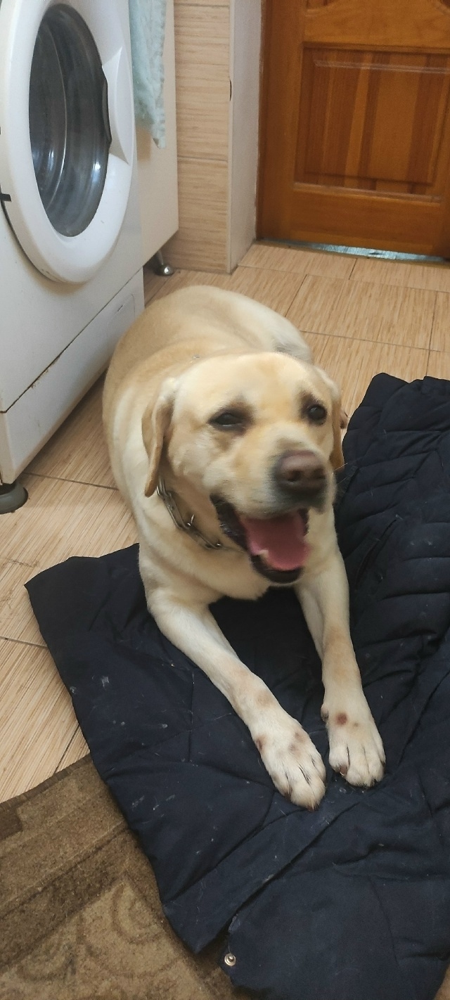 Найдена собака в Симферополе — фото объявления