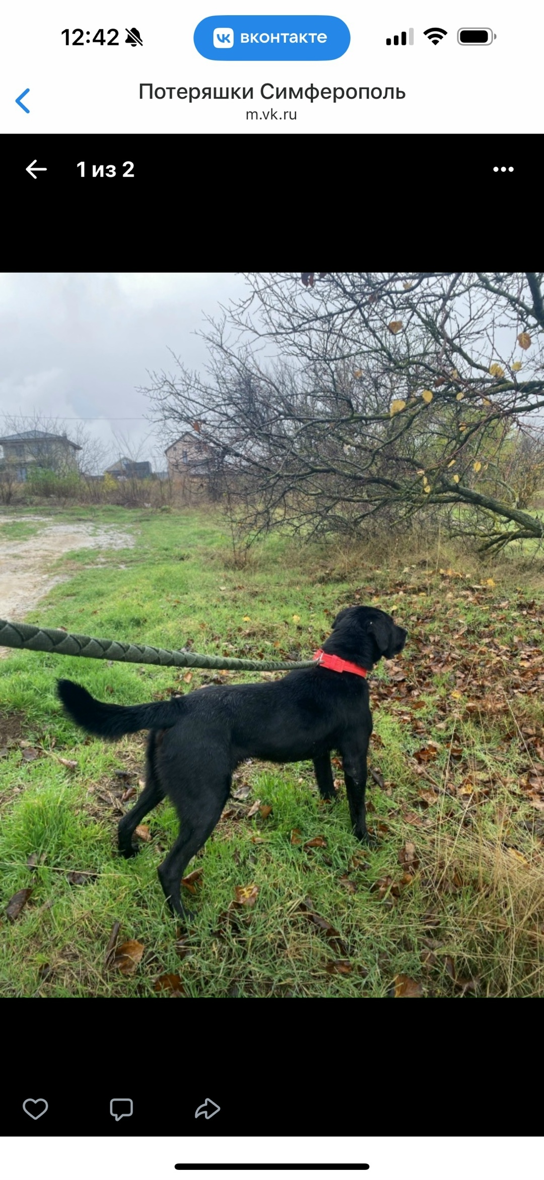 Пропала собака в Симферополе — фото объявления
