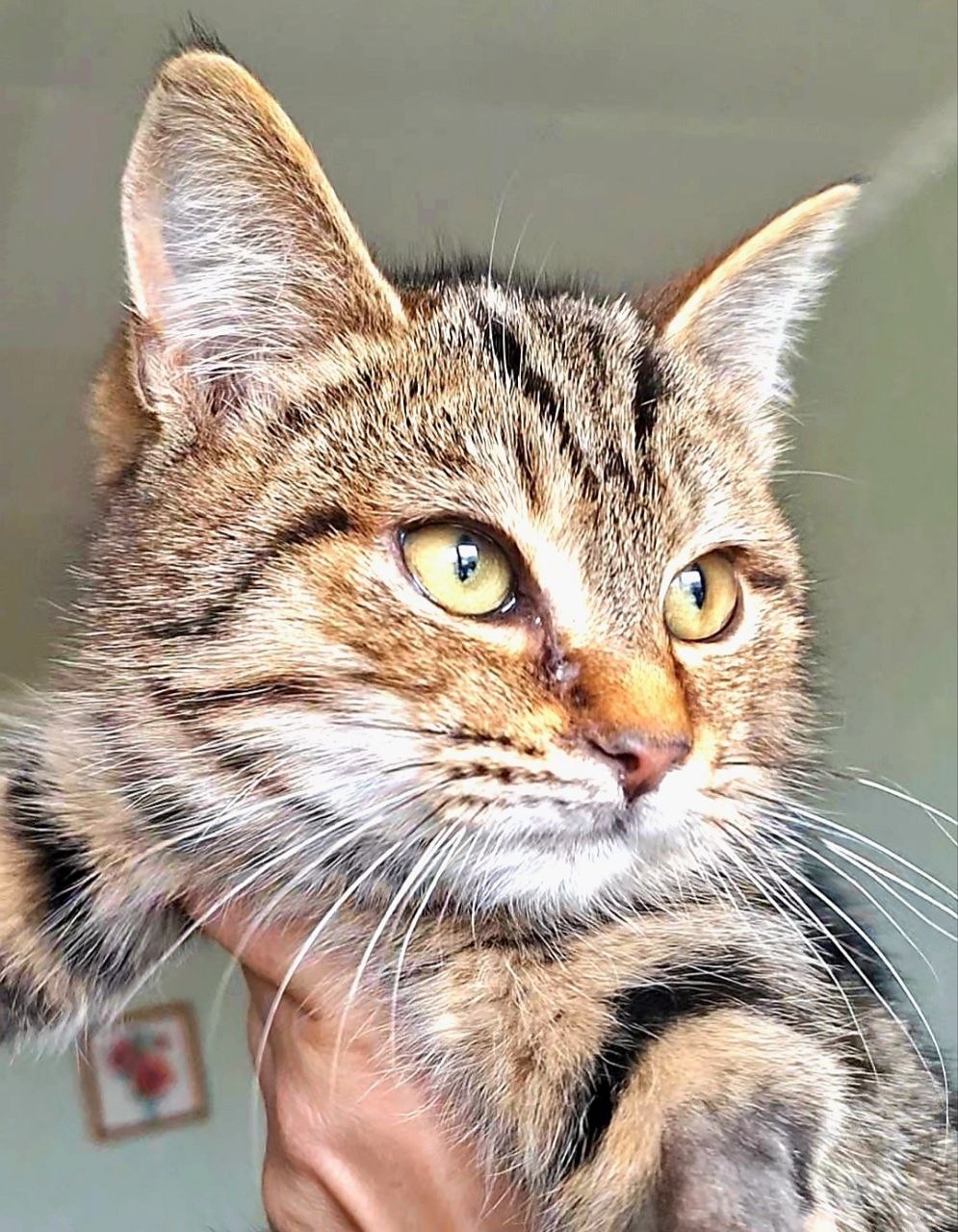 Найдена кошка в Симферополе — фото объявления